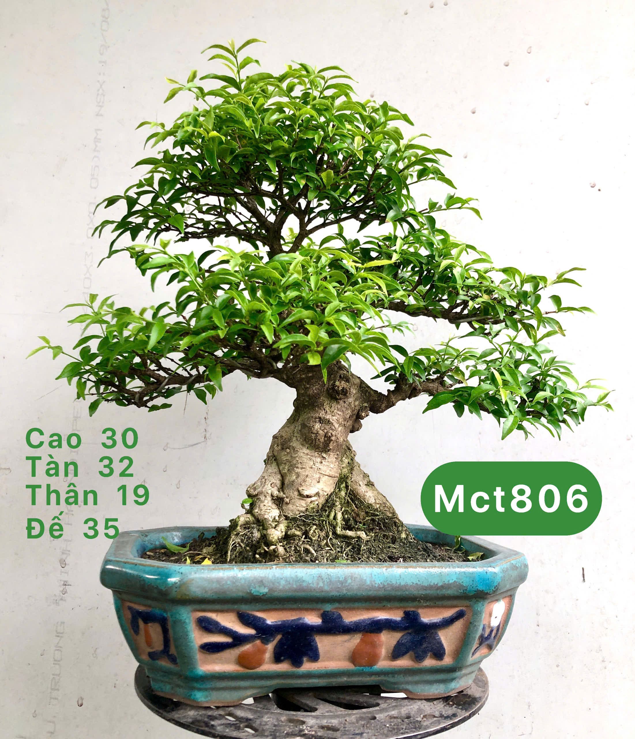 Tổng hợp cây bonsai để bàn
